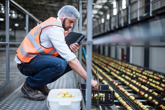 Man sorting out apples in food processing plant