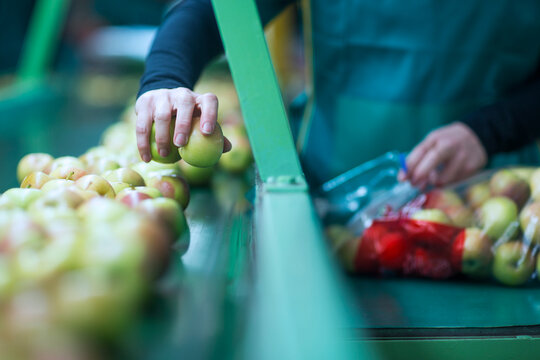 Close-up of woman packing apples in plastic bags in factory