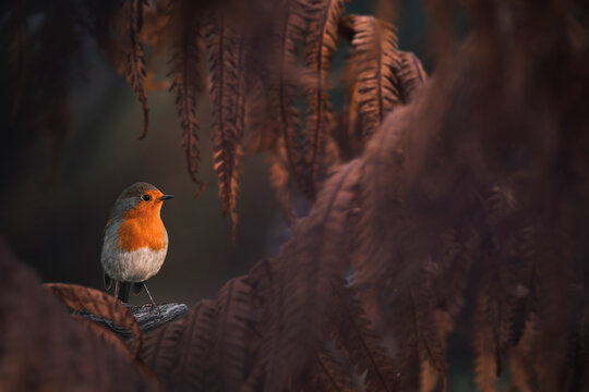 Robin redbreast ( Erithacus rubecula) bird. A European garden songbird with a red or orange breast often found on Christmas cards.