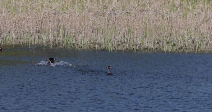 Three great crested grebes interacting on a lake during the mating season, where a new bird disrupts a couple causing rivalry and complex courtship behavior, shot in slow motion