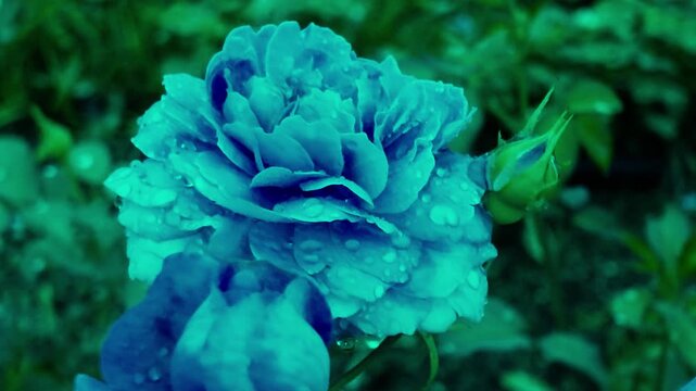 幻想的な青い花と輝く水滴の美しいクローズアップ・スローモーション動画