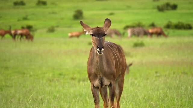 A beautiful female kudu antelope standing gracefully in the middle of a lush green grassy field on a bright day in savanna