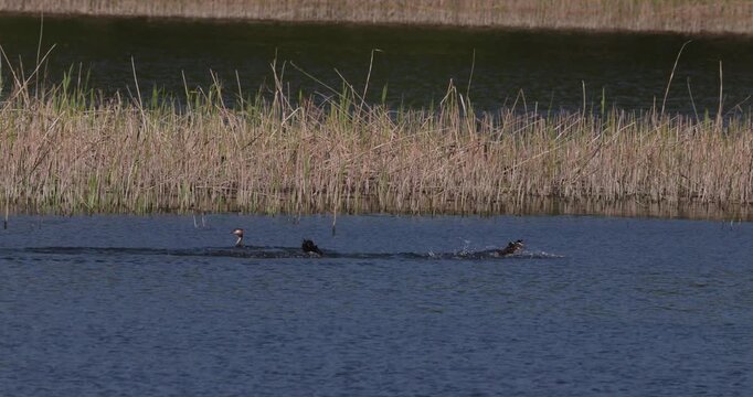 Four great crested grebes swimming and interacting together on a lake surface near the reeds during the mating season, shot in slow motion