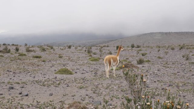 Wild vicu&ntilde;a walking and grazing in Chimborazo National Park representing native biodiversity