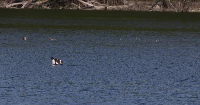 Slow motion of two great crested grebes performing a courtship display ritual during the mating season on a lake, with a dark forest shore background