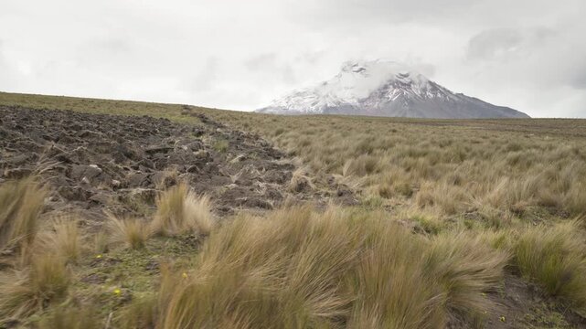 Grassy p&aacute;ramo vegetation blowing in the wind near Chimborazo highlighting alpine ecology
