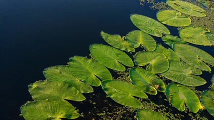 Green water lily leaves on a river water background, web banner. © APHOTOSTUDIO