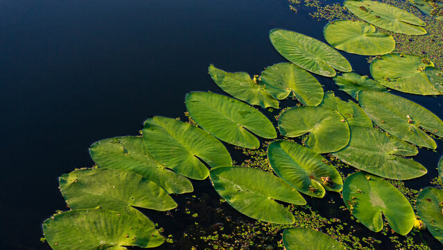 Green water lily leaves on a river water background, web banner.