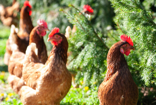 Close-Up of a Free Range Brown Hen with Flock