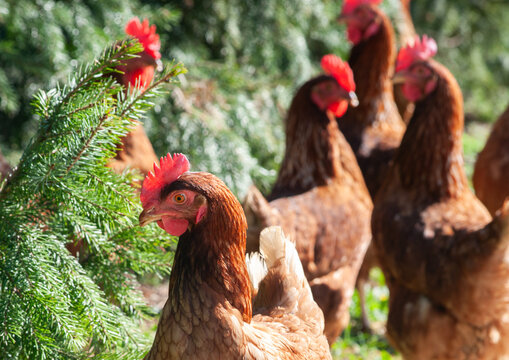 Free Range Brown Hens Walking Beside Evergreen Trees