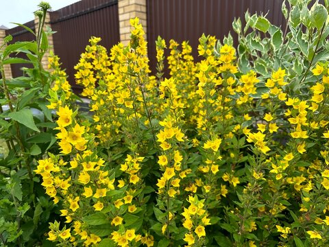 Yellow flowers of Lysimachia punctata in garden