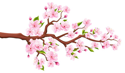Fototapeta premium Cherry blossom branch with delicate pink sakura flowers, green leaves, and buds isolated vector illustration