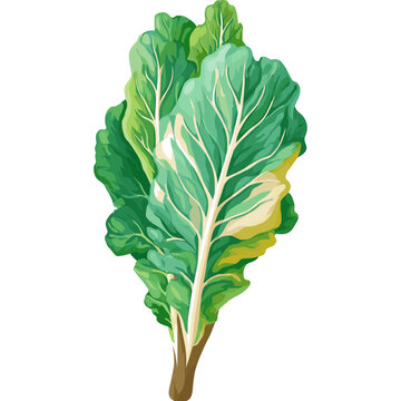 Green Kale Leaf Vector Illustration