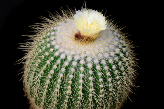 Blooming Parodia claviceps cactus with a pale yellow flower on top on a black background close up copy space