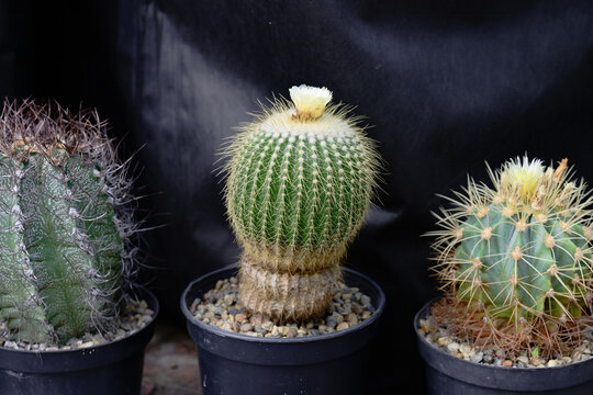 Blooming Parodia claviceps lemon ball cactus with small yellow flower on top in a flowerpot close up