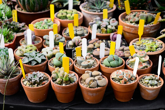 Assorted lithops and conophytum living stone succulents in clay pots on display at a flower market close up