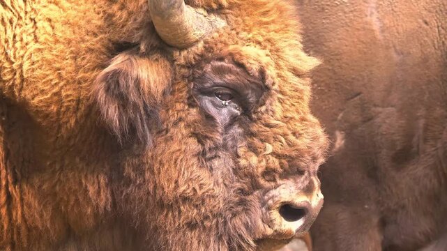 An extreme close-up of a majestic bison showing its eye, thick curly brown fur, and horn in its natural outdoor habitat.