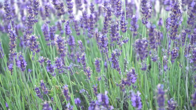 A large striped bumblebee collects nectar on lilac lavender flowers in summer as an ecotourism concept