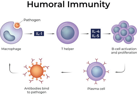 Humoral Immunity Pathway Diagram Showing B Cell Activation, Plasma Cells and Antibody Response Vector Illustration.