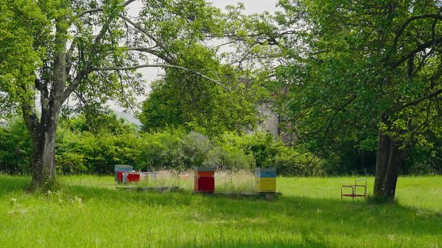 Beehive boxes stand in a peaceful grassy apiary beneath leafy trees. A natural beekeeping setting supporting honey bees, pollination and sustainable biodiversity on a sunny day.