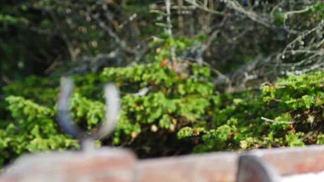Boat oarlock rack focus to lush green nature foliage