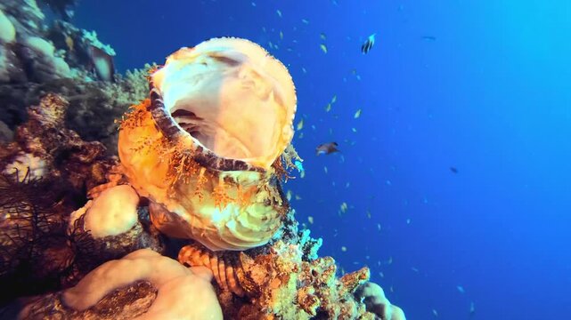 A colorful giant clam shell opening its mantle on a tropical coral reef in deep blue ocean water with tiny fish.