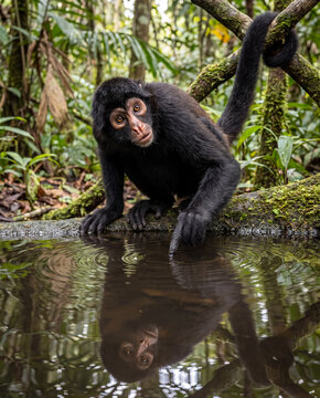 Black spider monkey leaning down from a mossy log to touch the surface of a tranquil jungle pond with its reflection.