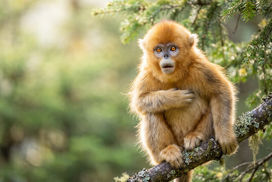Golden snub-nosed monkey looking surprised with its hand on its chest while sitting in a pine tree.