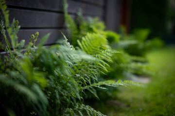 Paprocie © Piotr
