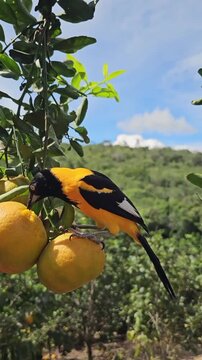 Campo troupial bird perched on a citrus tree branch eating ripe orange fruit in this high definition motion video footage showing natural wildlife behavior with vibrant yellow and black feathers again