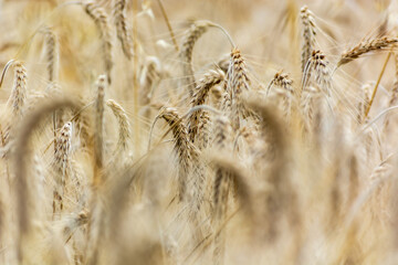 Obraz premium Wheet grains farm in summer field. Harvest seeds, leaves