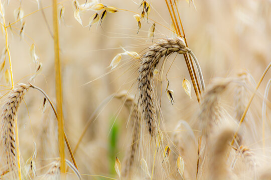 Young wheet in a field