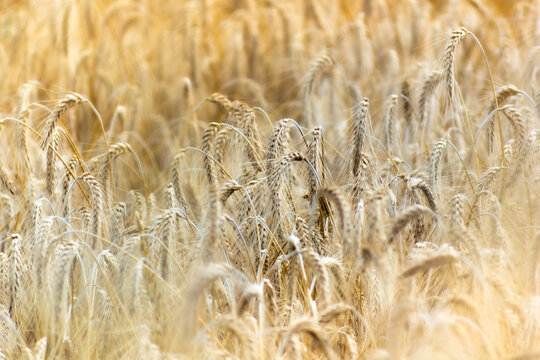 Wheet grains farm in summer field. Harvest seeds, leaves