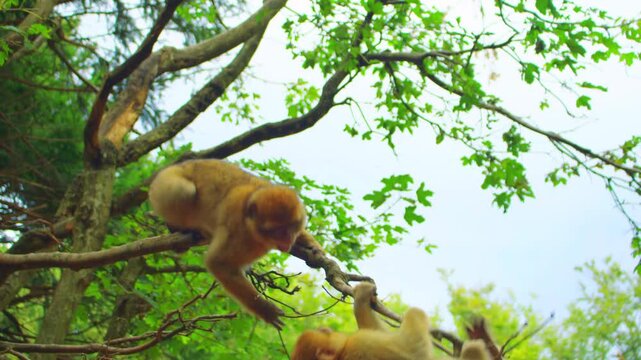 A wild brown rhesus macaque monkey sitting on a green tree branch surrounded by leafy foliage and looking down curiously in its natural forest habitat.