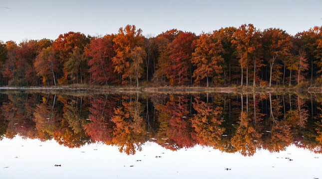 Upside-down autumn forest mirrored in still water with vibrant red and gold reflection, surreal disorienting reflection landscape copy space horizontal
