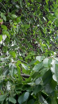 Man Picking Fresh Cherries From Tree While Standing on Ladder Vertical Video