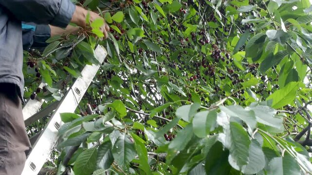 Senior Man Picking Fresh Cherries From Tree While Standing on Ladder