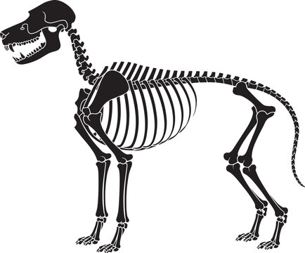 Dog skeleton anatomy silhouette vector illustration showing bones skull spine ribs legs and tail bone.