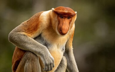 Naklejka premium Proboscis monkey sitting in natural forest habitat