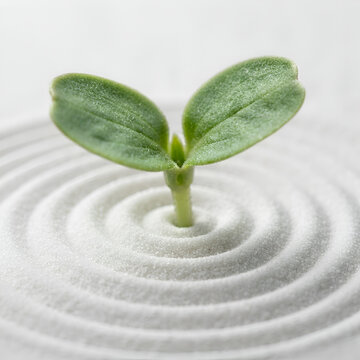 Pousse verte dans le sable zen en croissance sereine