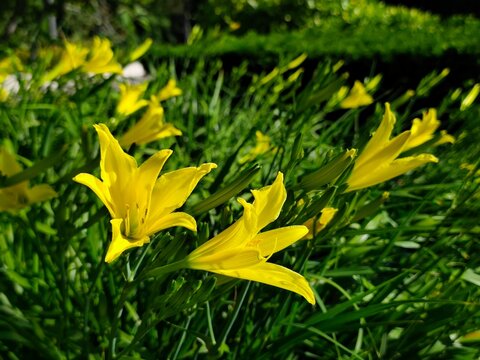 Hemerocallis Lilioasphodelus