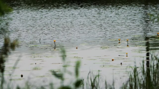Yellow water lilies floating on surface of calm pond with gentle ripples, green foliage in foreground partially obscuring view, natural outdoor scene during daytime.