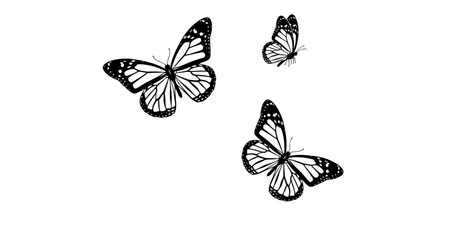 Monarch butterflies silhouette on transparent background © Mehrun