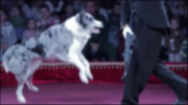 Grey white speckled dog performs agility trick with trainer on vibrant red circus ring stage, audience watching show, pet animal skill display entertainment slow mo, blurry