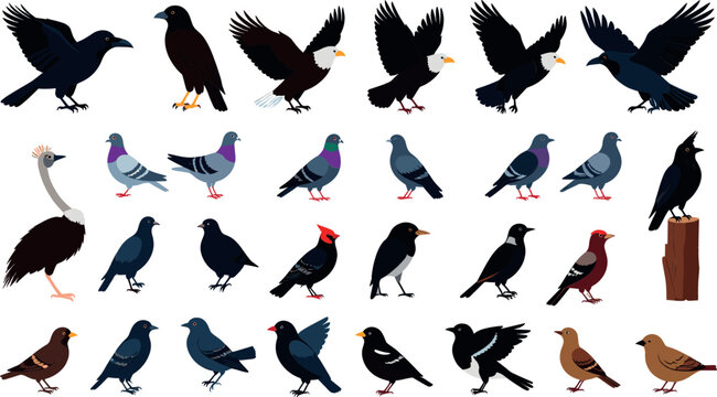 Wild birds and raptors vector character set featuring bald eagles crows pigeons sparrows and ostrich isolated on white background, flat icon design elements for hunting or mascot graphics.