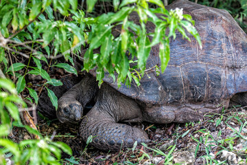 zwierzę, zwierzęta, Animal, dzikie, natura, egzotyczny, egzotyka, żółw, turtle, Afryka, dzikość  © Piotr