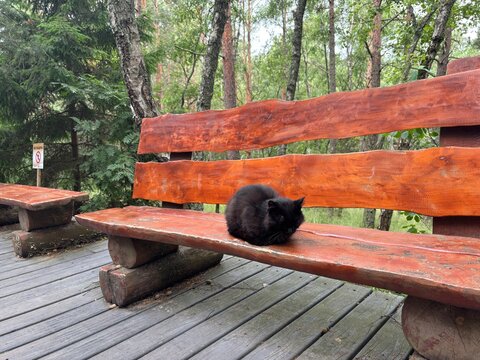 Black cat resting on rustic wooden bench in forest setting  
