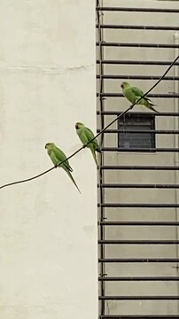 Three Green Parakeets Resting on a Rain-Soaked Wire in an Urban Setting