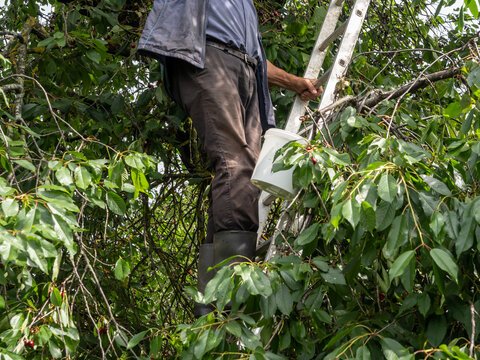Senior Man Harvesting Fresh Cherries From Tree With Bucket and Ladder