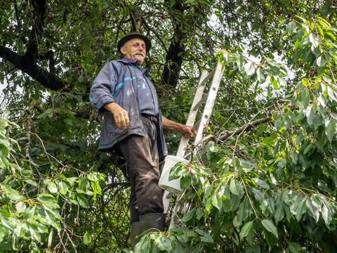 Senior Man Picking Fresh Cherries From Tree While Standing on Ladder